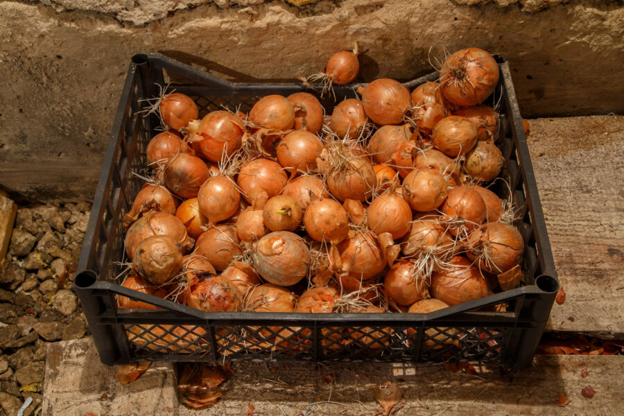 close-up view of root sprouted onions in black plastic box in wet cold basement.