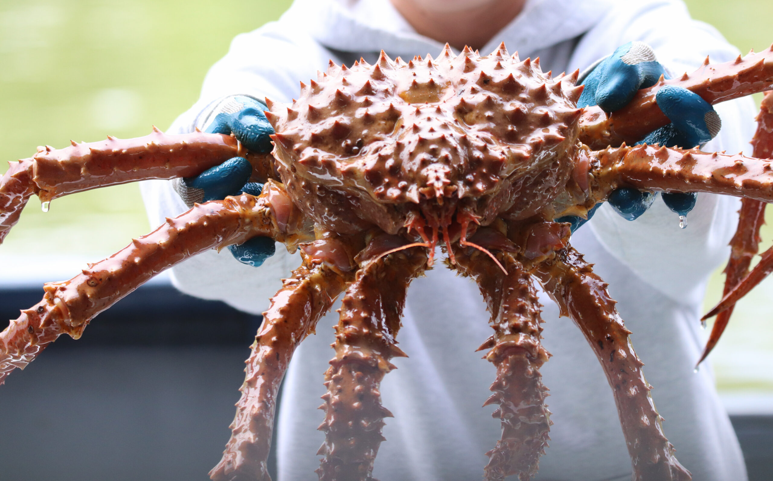 King crab in Alaska