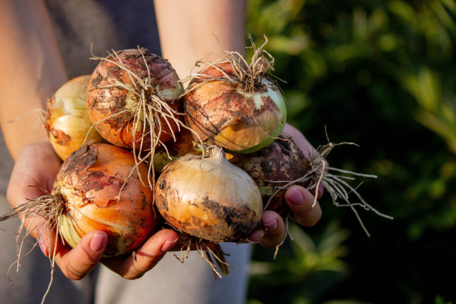 girl holds an onion in her hands. Selective focus.