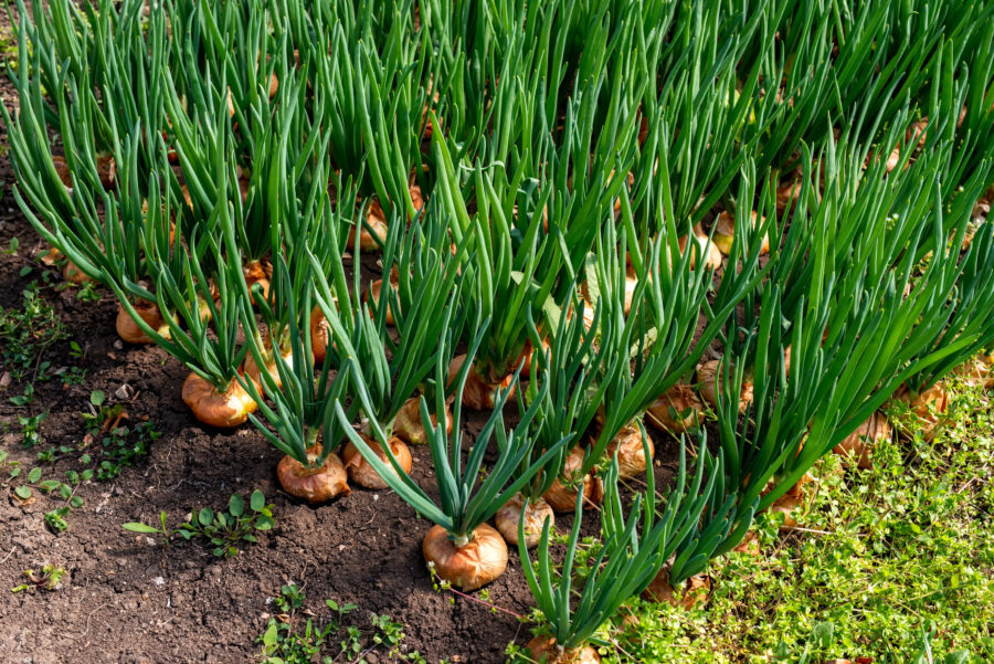 close-up of onion plantation in a hothouse - selective focus, top view