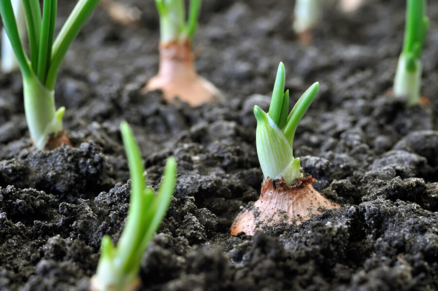 close-up of growing onion plantation in the vegetable garden