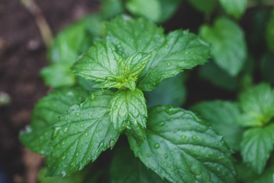 Looking from above on the tops of the leaves of a mint plant.