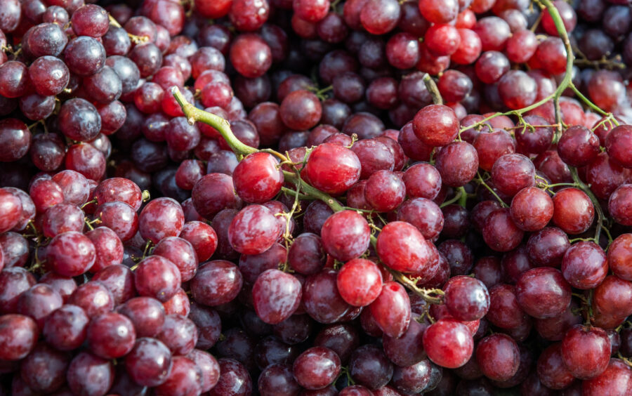 Many bunches of red grapes