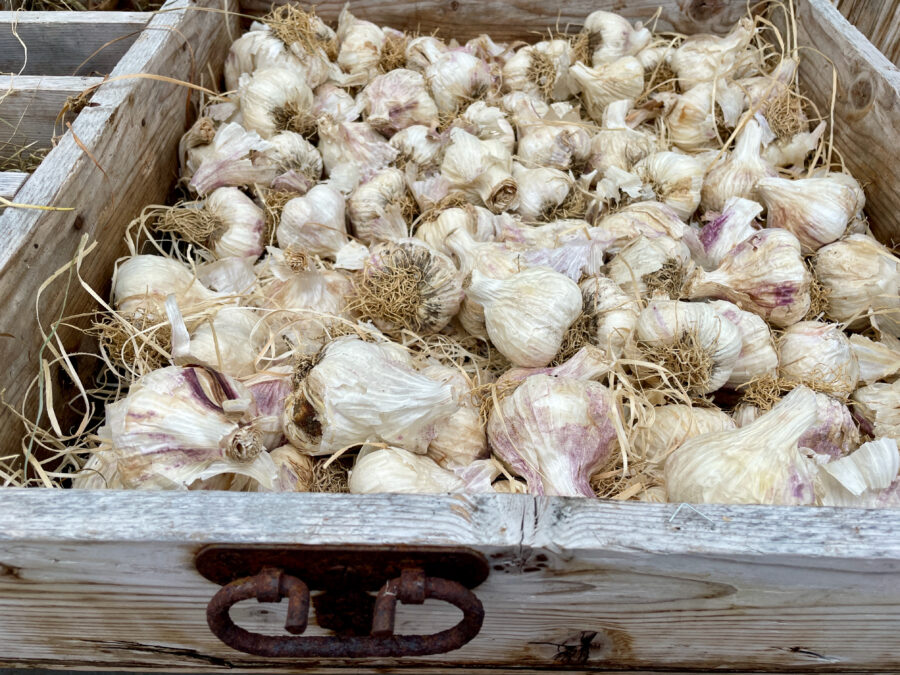 garlic bulbs stored in old wooden drawer.