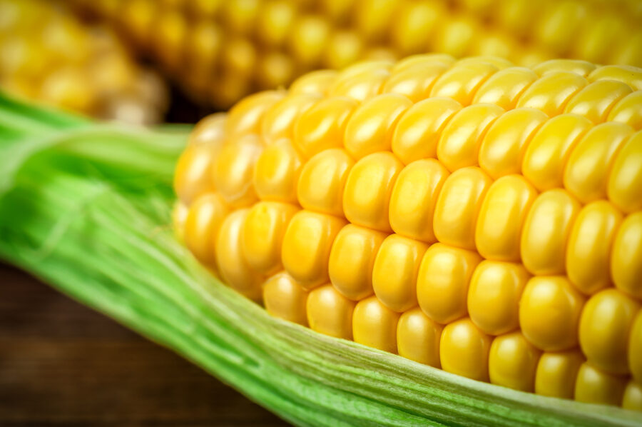 yellow corn cob