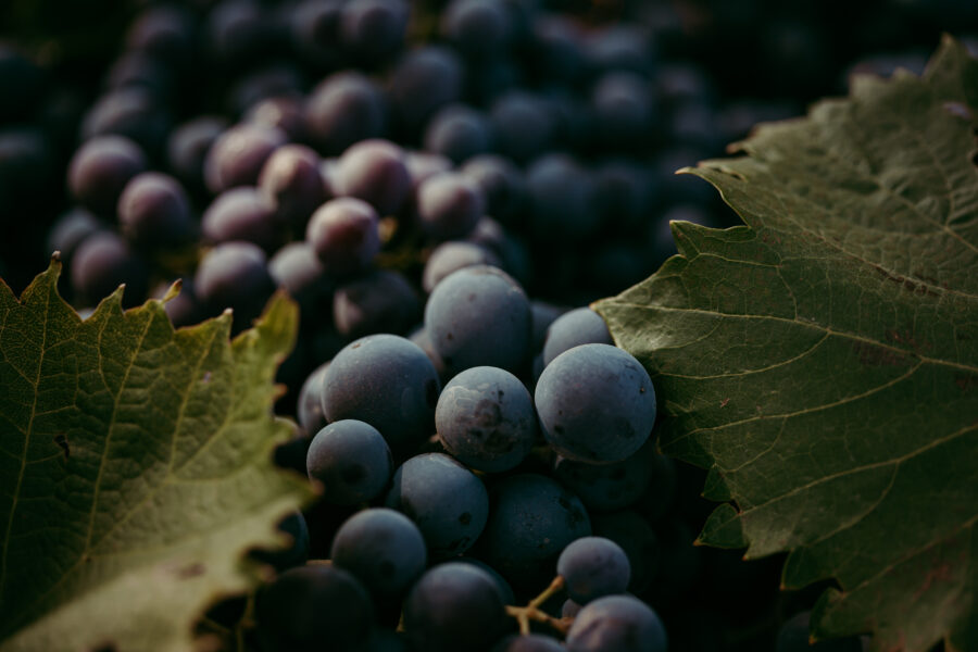 Red grapes and vine leaves background image