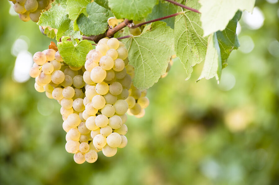 bunches of green grapes on the vine