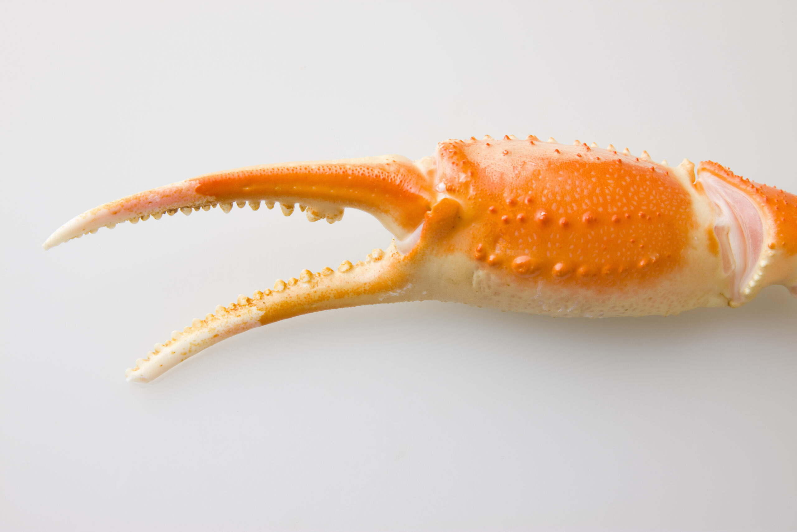 Snow crab Chionoecetes opilio