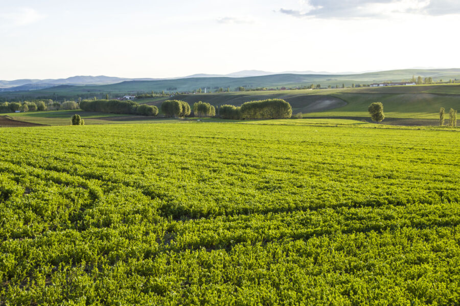  landscapes from steppe climate, cultivated lentils and fallow fields