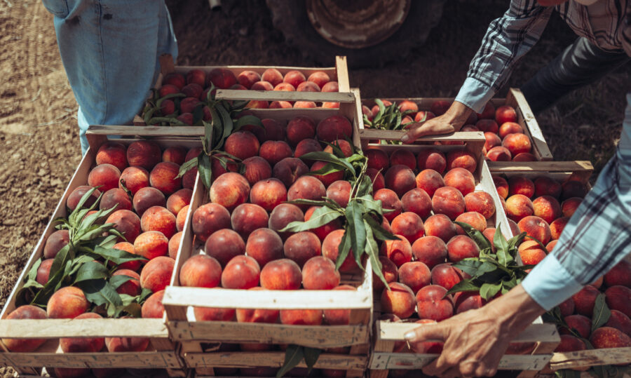 Agricultural activity in Italy and organic farming: picking peaches from the trees