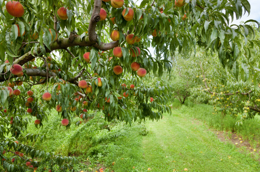 Nahaufnahme eines Pfirsichbaumbrunchs mit reifen Früchten in einem Obstgarten in Zentral-Kentucky