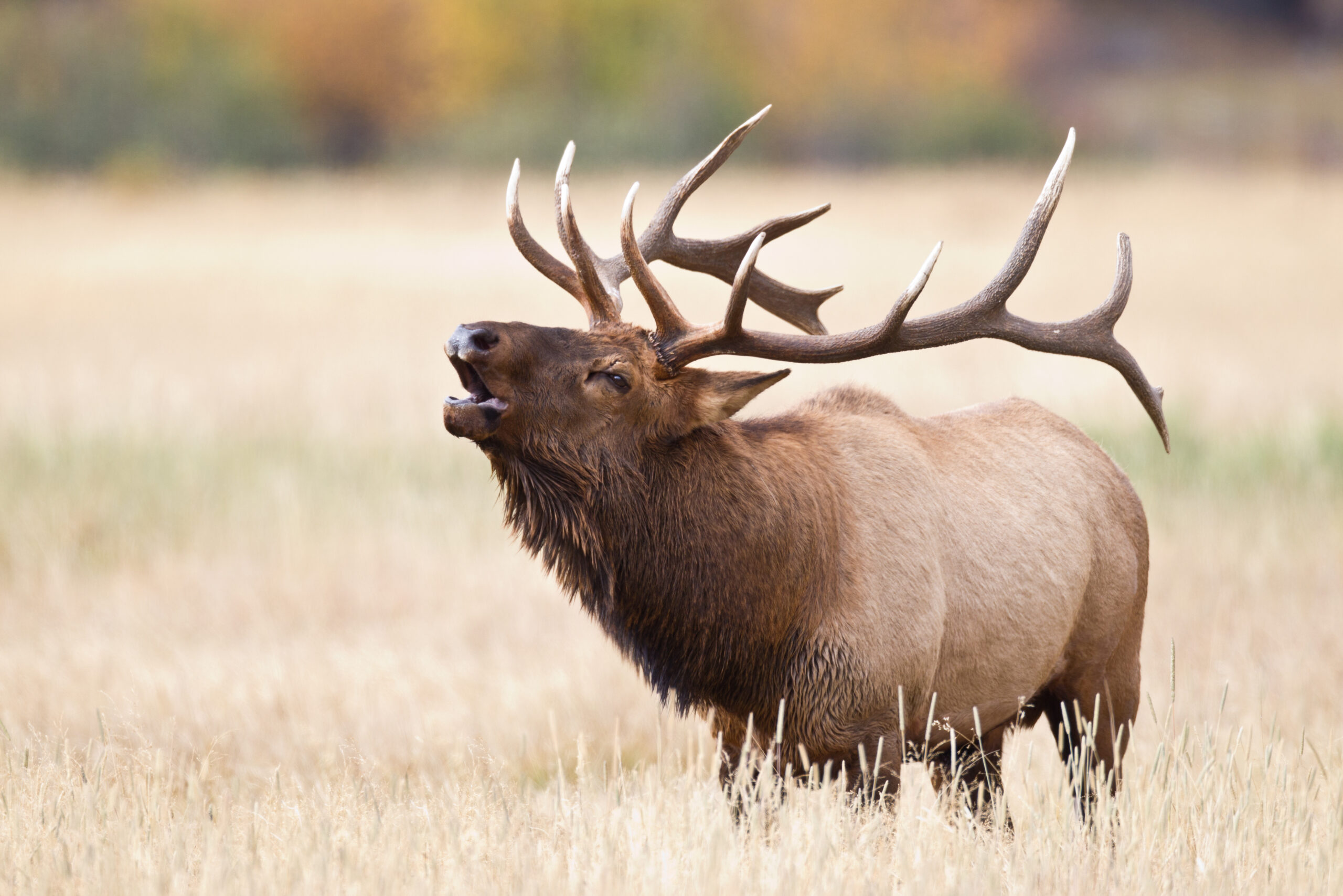 elk in the wild