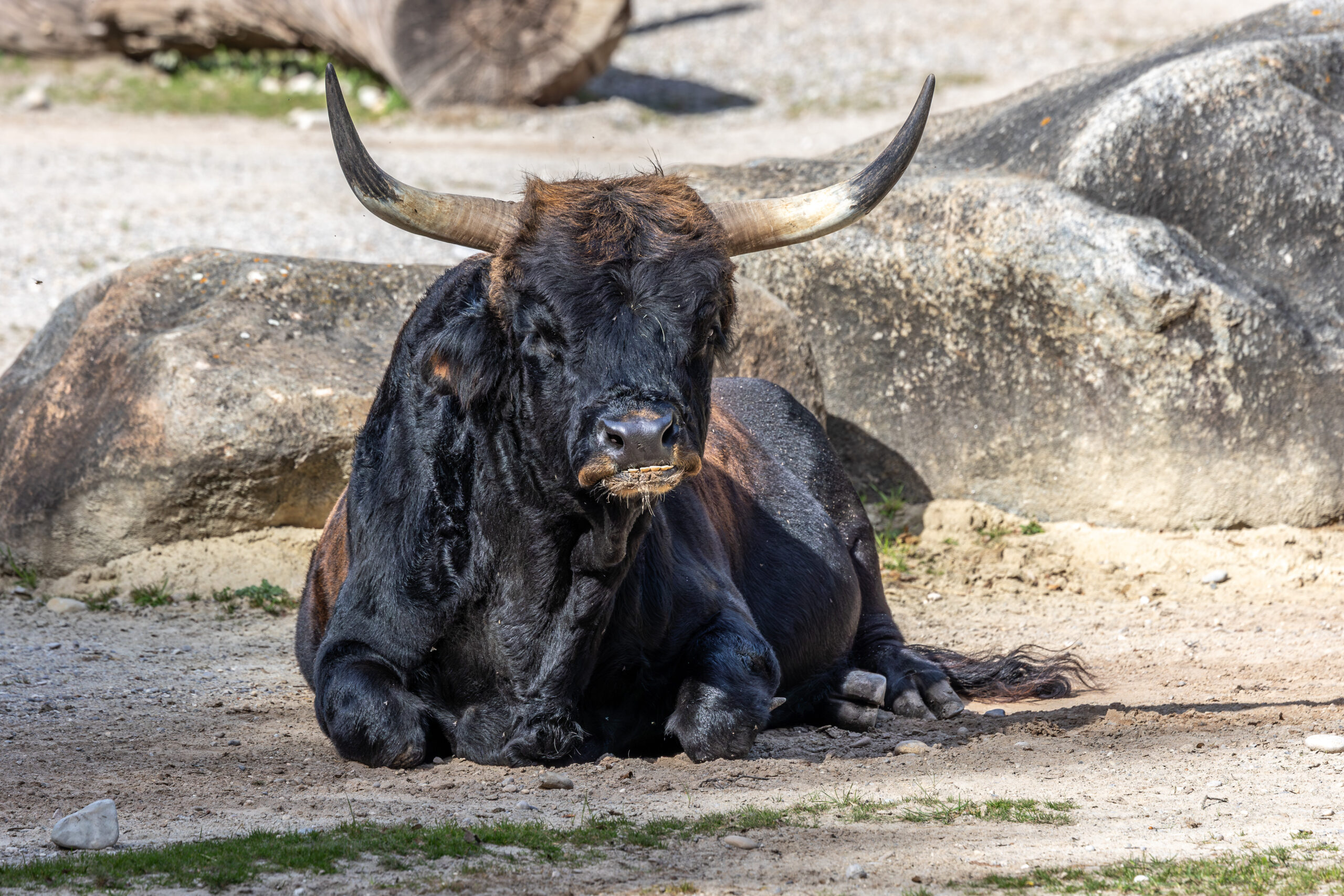 Heck cattle, Bos primigenius taurus, claimed to resemble the extinct aurochs. Domestic highland cattle seen in a German park