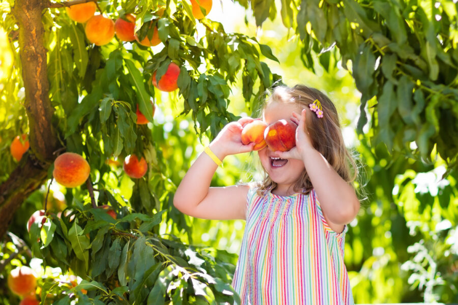 Little girl picking and eating fresh ripe peach from tree on organic pick own fruit farm.