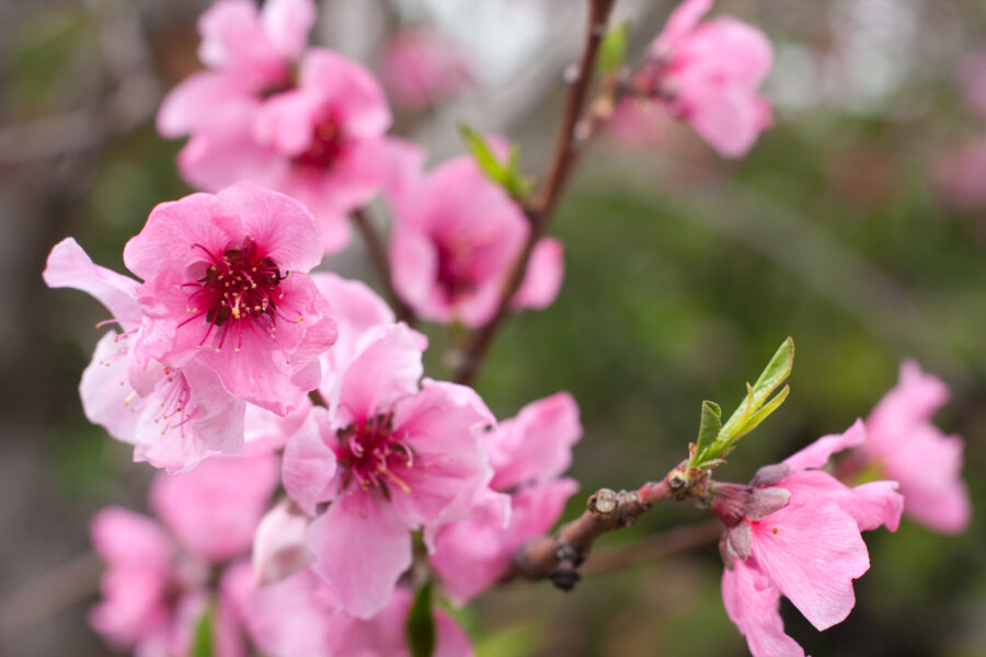 Nektarinenblüten