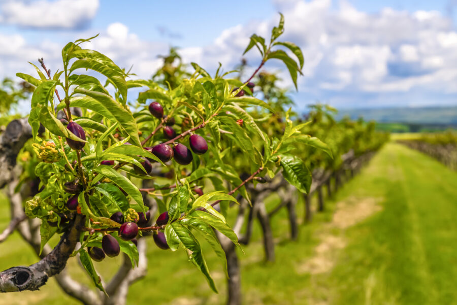 Nectarine garden in springtime, blue sky and clouds, copy space, close-up. 