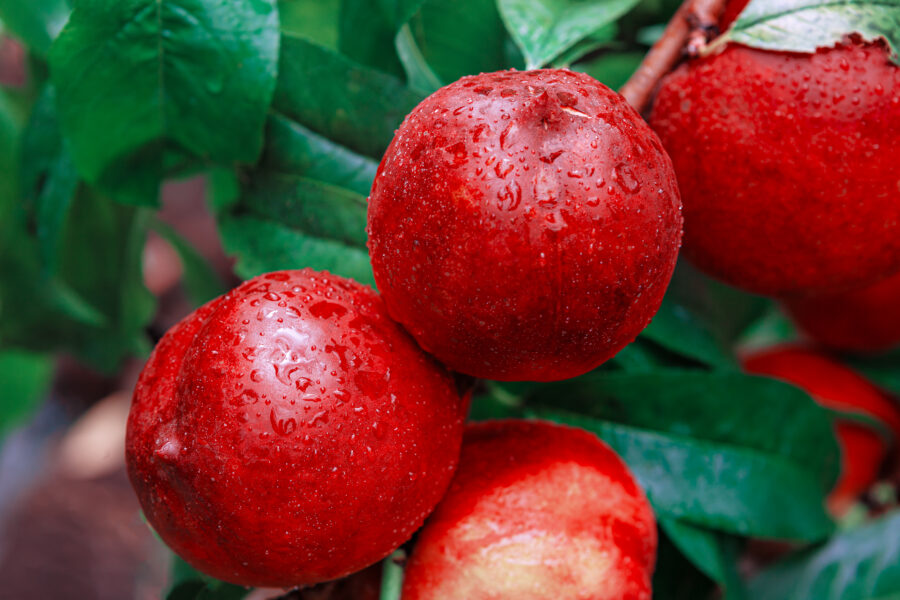 Nectarine harvest fills the branches .