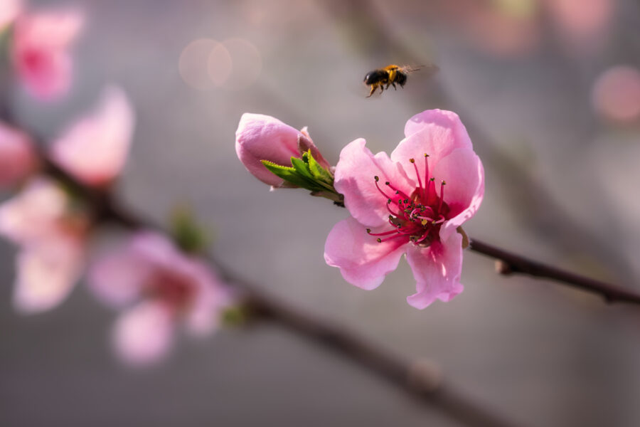 Pfirsichblüte. Nahaufnahme einer fliegenden Biene, die im Frühling Pollen und Nektar von einer Pfirsichblüte sammelt. Selektiver Fokus.