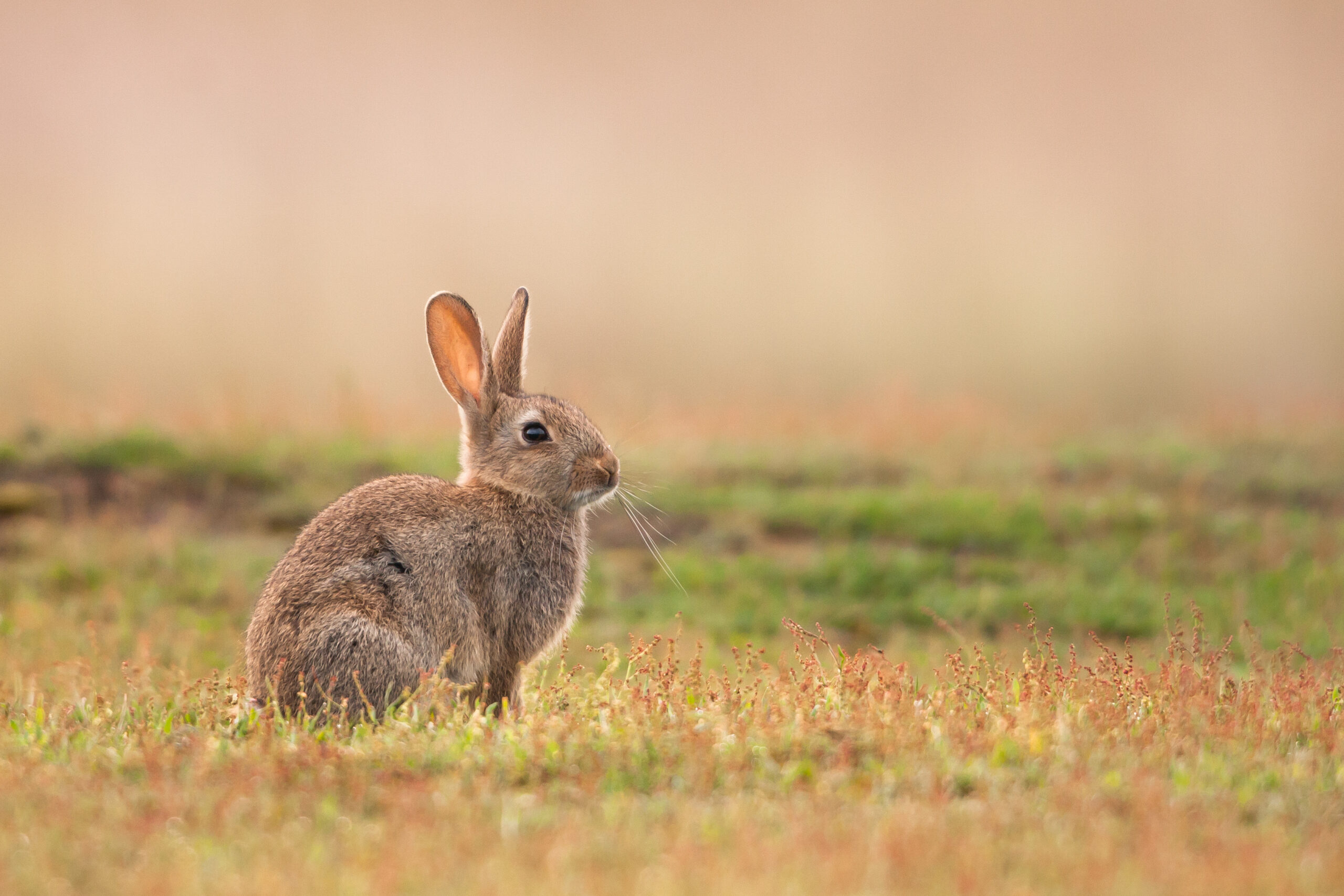 rabbit bunny