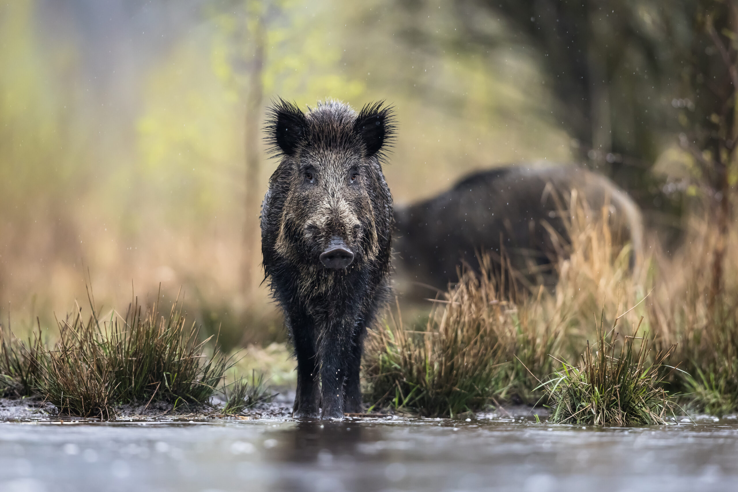 Wild boar male (Sus scrofa) in swamp, natural habitat, springtime.