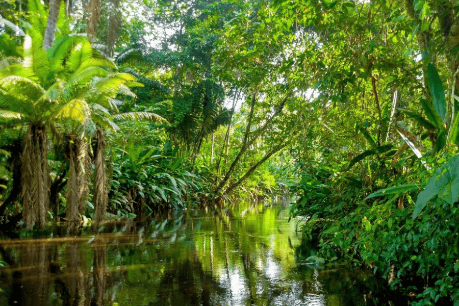 Vibrant, lush tropical rainforest with a narrow river or stream flowing through it, surrounded by dense green foliage, tall palm trees, and thick vegetation reflecting in the calm water.