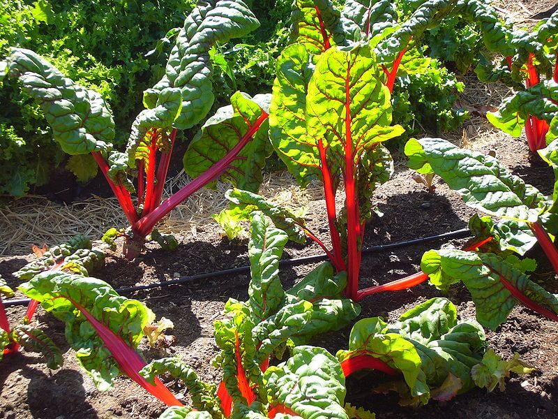 beet greens