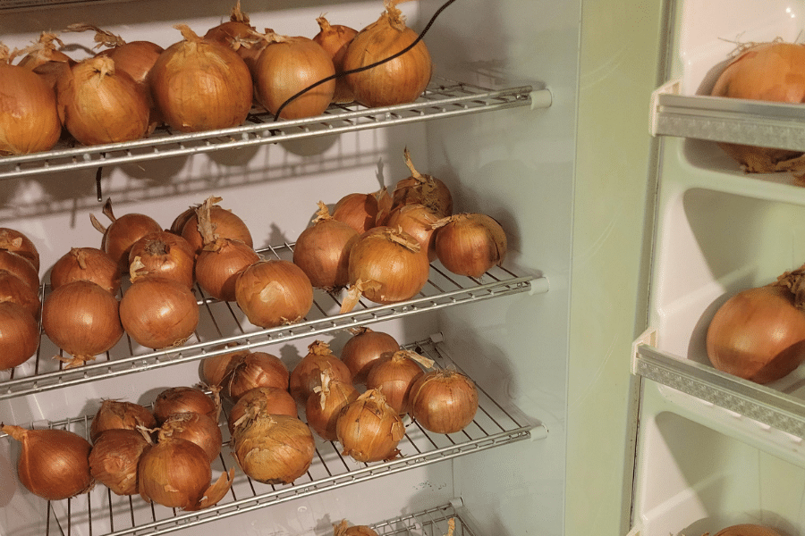 Dozens of whole yellow onions stored on metal shelves inside a refrigerator, with additional onions visible in the door compartments. The setup appears to be used for extended cool storage or curing.