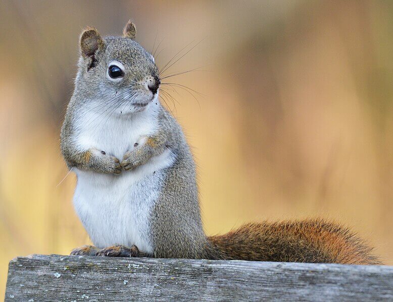 Squirrel