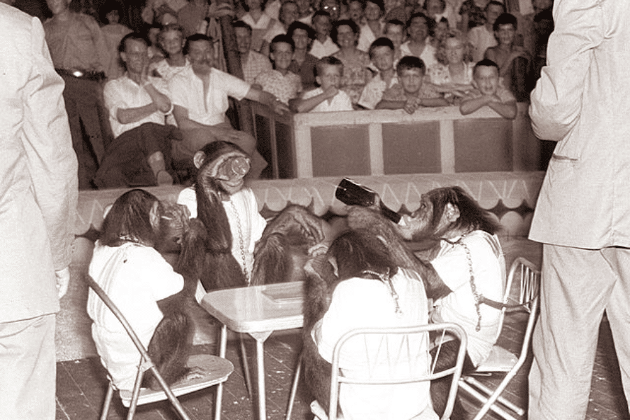 Black and white photo of a mid-20th century circus or sideshow performance featuring chimpanzees dressed in human clothing, seated around a small table and appearing to drink from bottles while restrained by chains. A crowd of men, women, and children watch from bleachers, many smiling or laughing. Trainers in suits stand nearby, overseeing the act. The image reflects outdated forms of entertainment involving animal exploitation and anthropomorphic spectacle.
