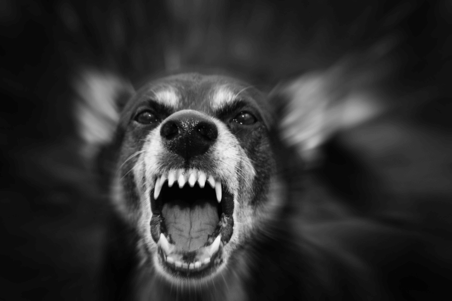 Close-up of an aggressive dog with bared teeth and wide open mouth, captured in black and white with motion blur around the edges to emphasize its threatening snarl.