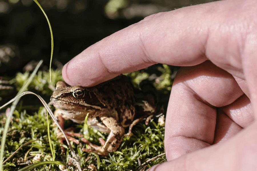 A close-up of a small brown frog sitting on mossy ground, with a human finger gently touching its head. The frog’s golden eye reflects the sunlight, and the background consists of blurred grass and natural elements.