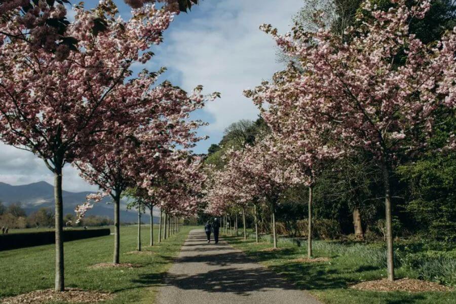 man and woman walking down the park