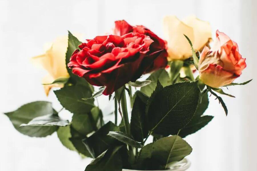 bouquet of flowers