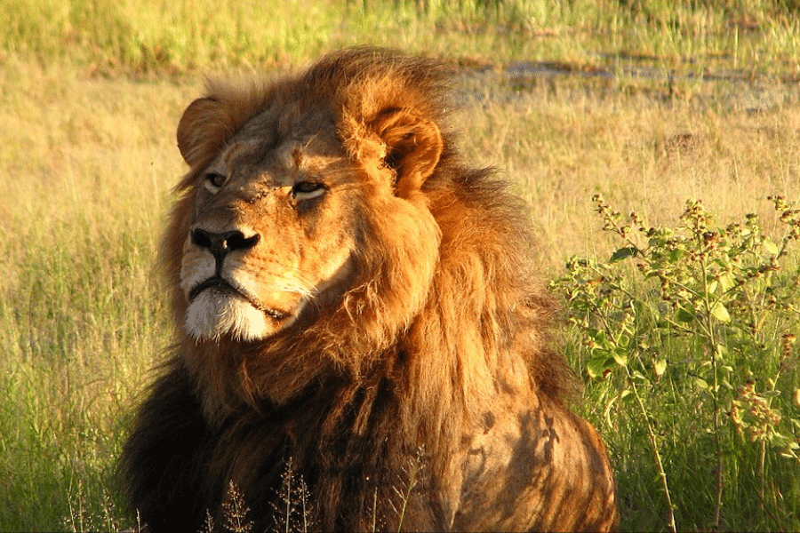 cecil the lion