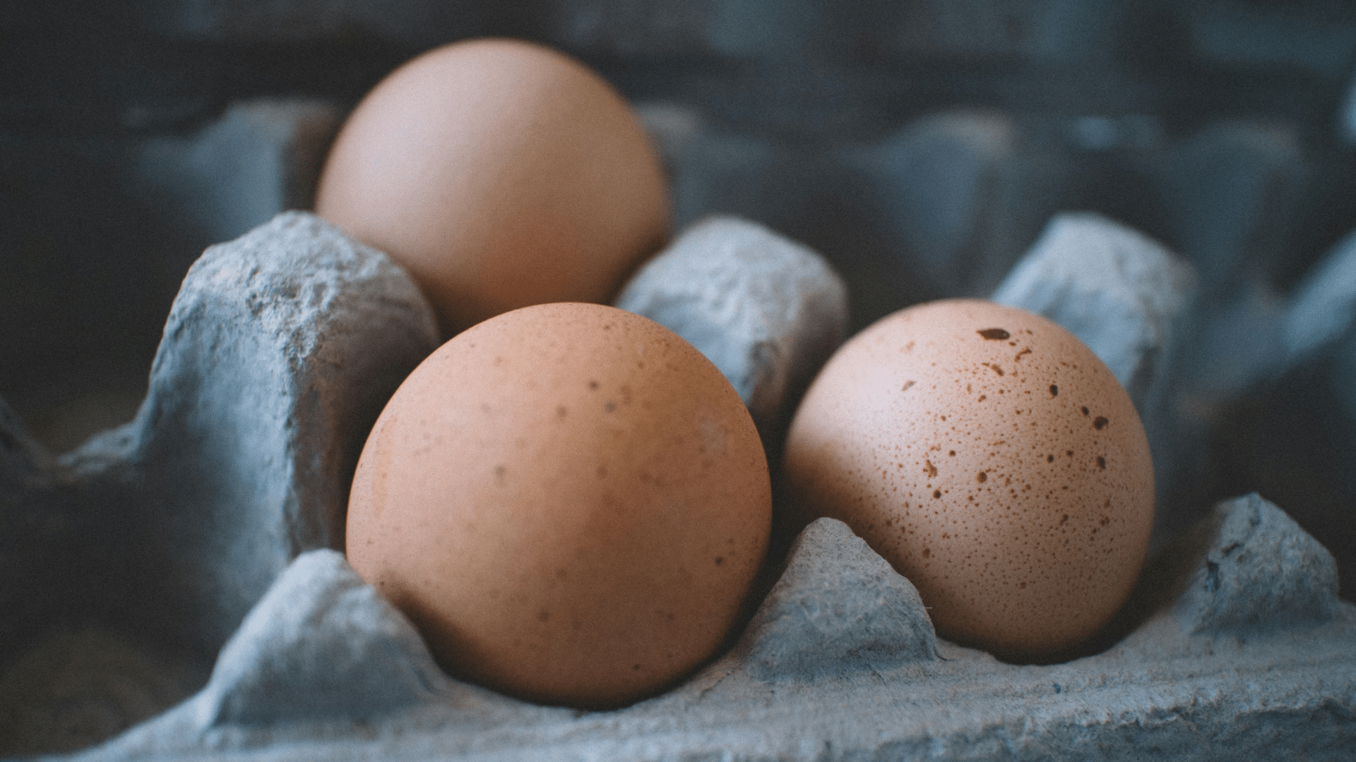 Three eggs resting on a tray with a shallow focus