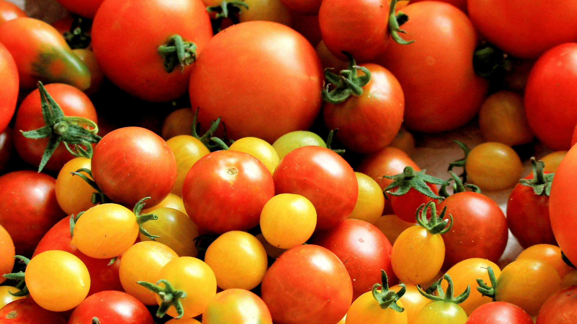 Fresh red tomatoes grouped together on a light background
