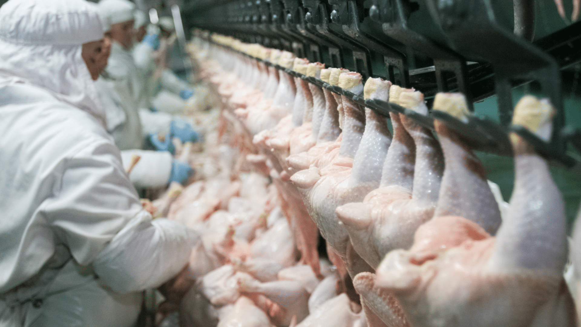 Workers processing poultry on factory line at turkey plant