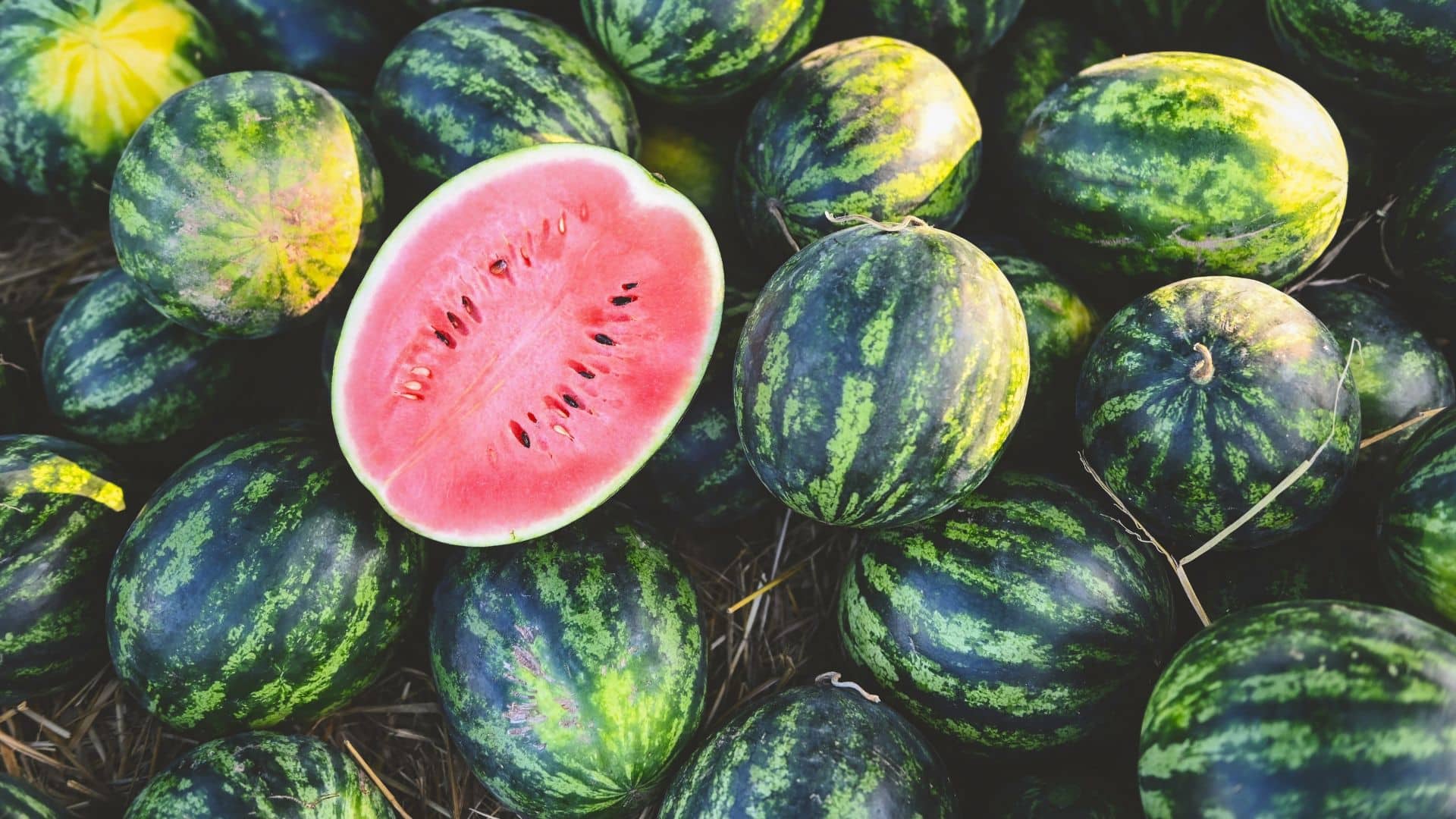 watermelon slice in watermelon field