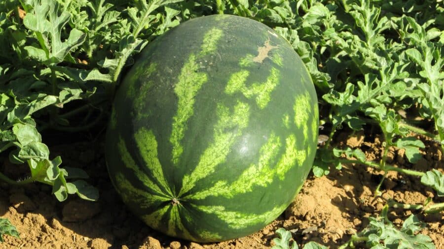 Watermelon