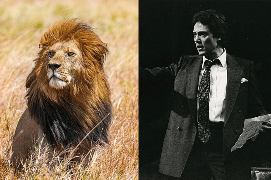 Split image: On the left, a majestic lion sits in a sunlit, grassy savanna, exuding strength. On the right, a black-and-white photo of a man in a suit pointing and passionately holding papers.