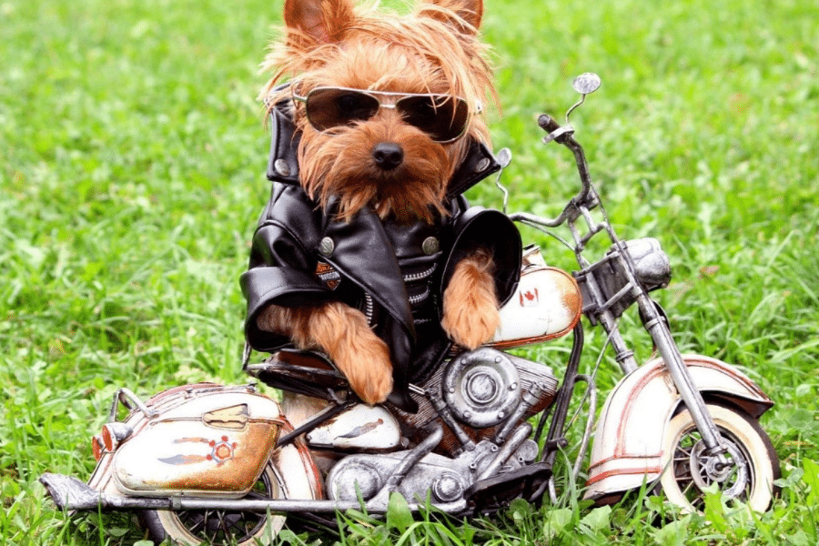 A small Yorkshire Terrier dog wearing sunglasses and a black leather jacket, sitting on a toy motorcycle on green grass.