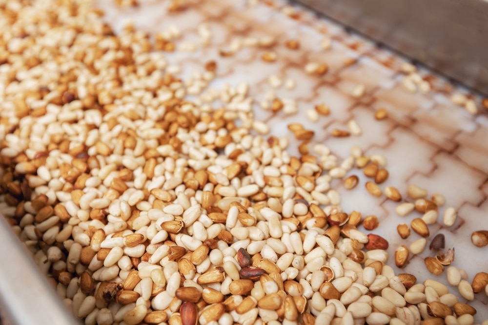 Raw ripe fresh brown pine nuts without shell on conveyor. Industrial organic food factory.