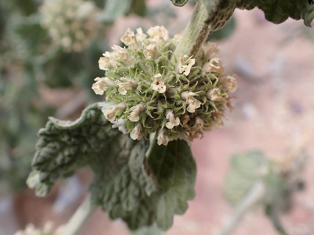 White horehound (Marrubium vulgare)