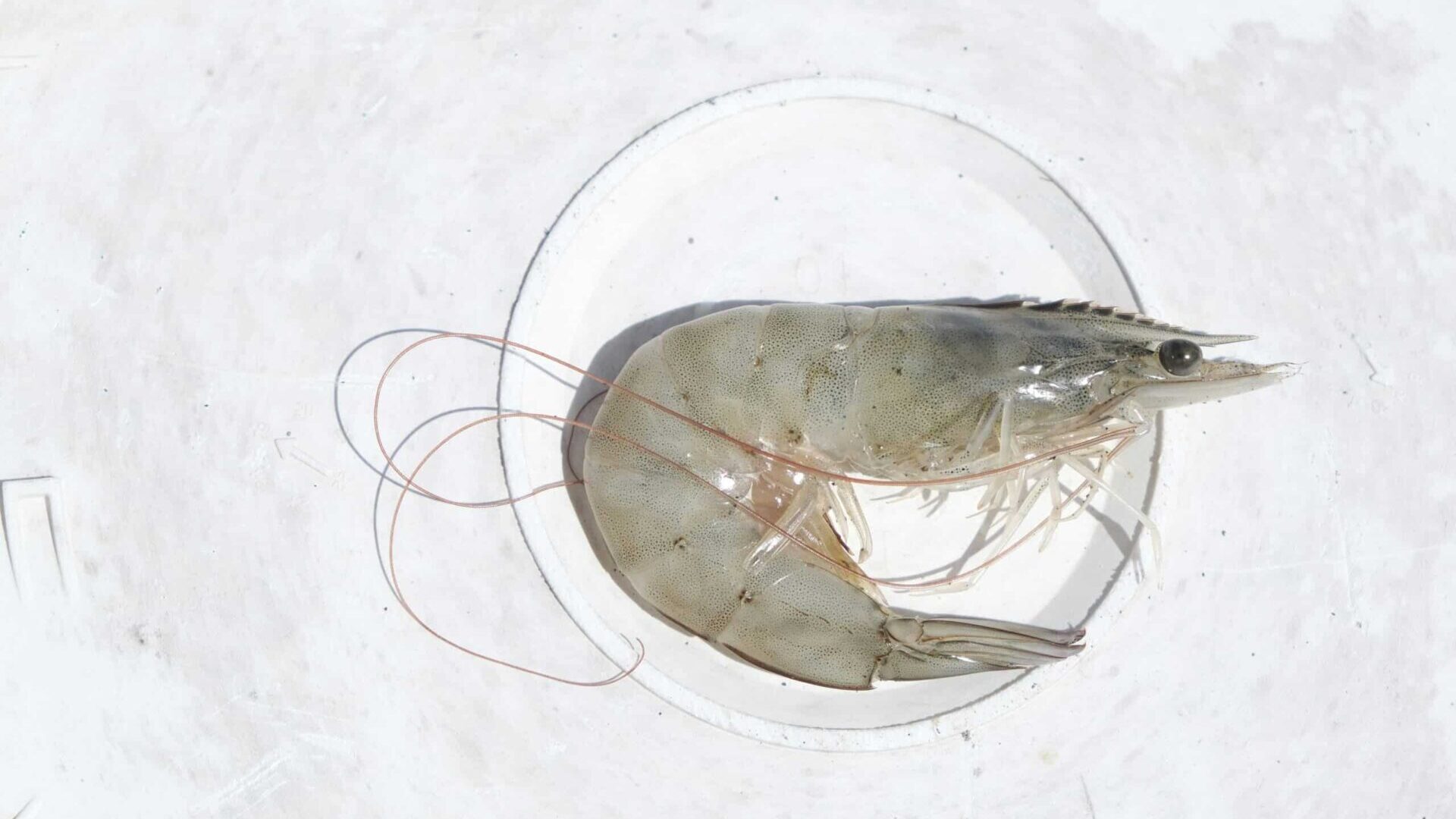 Raw shrimp on a plate.