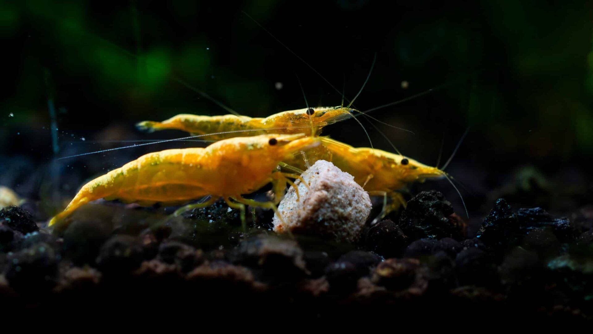Two yellow shrimp underwater against a blurred aquatic background.
