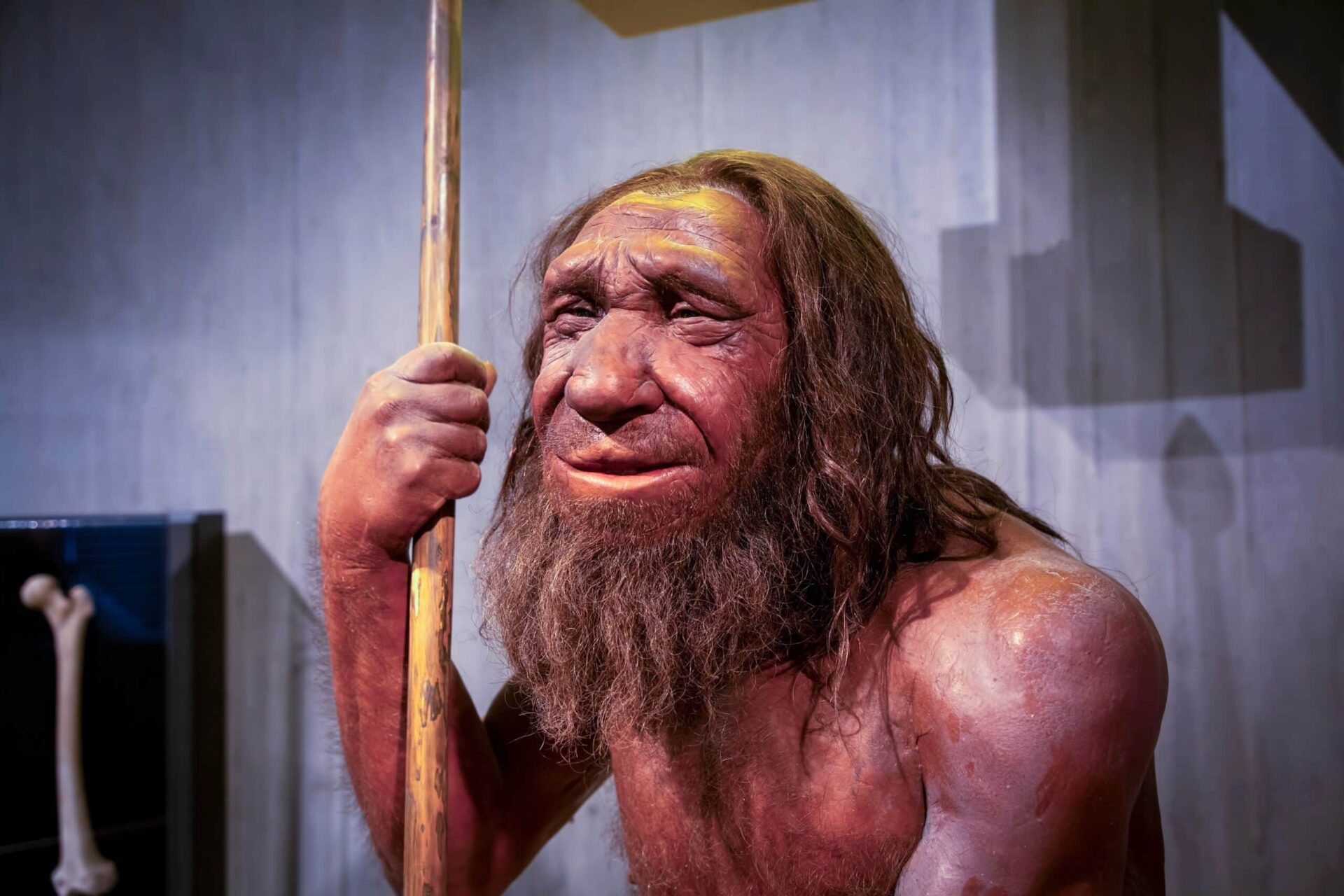Neanderthal early human