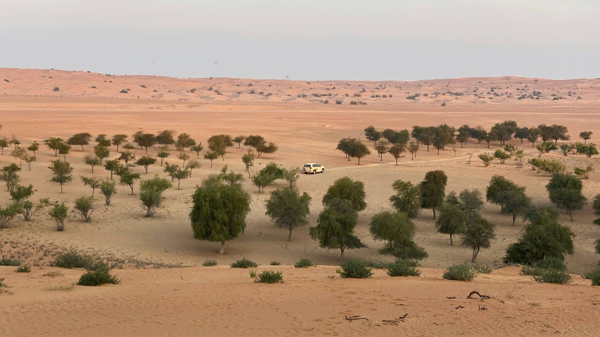 Dense green trees growing along sandy ground in daylight