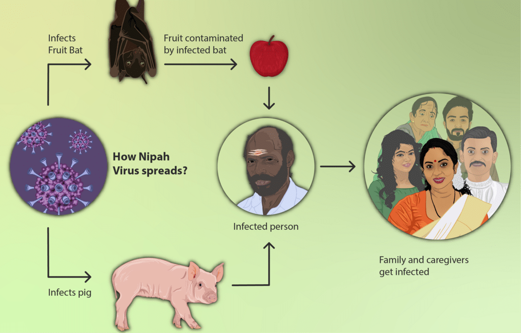 How Nipah virus is transmitted to human