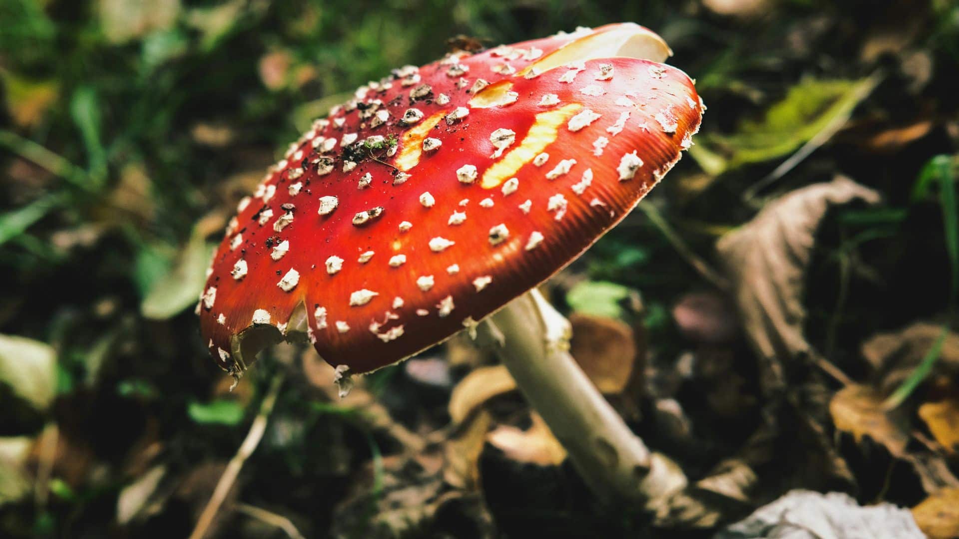 Red mushroom with white spots growing on a forest floor surrounded by leaves