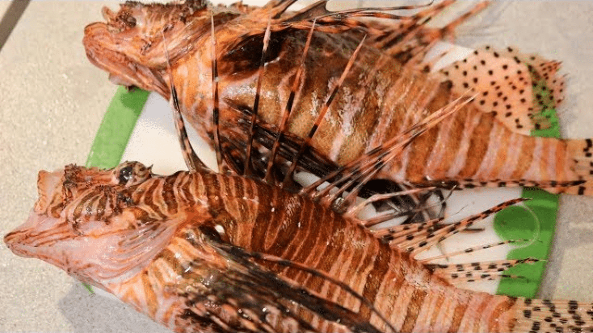 Two lionfish with striped spines placed on a cutting board.